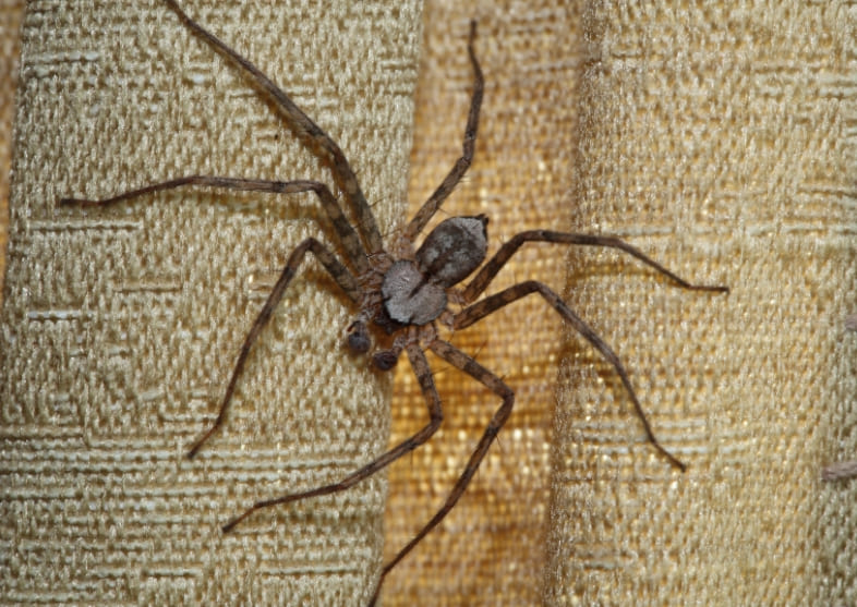 Spider Control Service