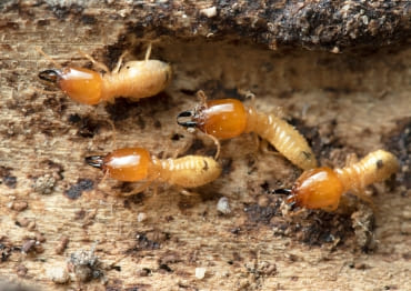 Termite Control Service in Hooghly