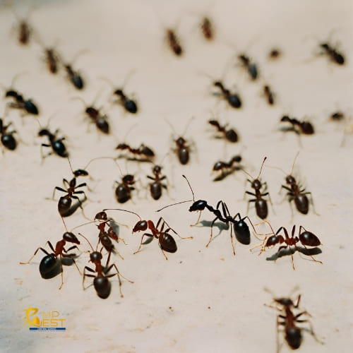 Ants Control Service